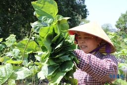 Nghề trồng dâu, nuôi tằm, ươm tơ Hồng Đô nức tiếng một thuở