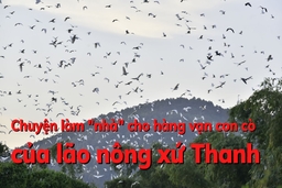 Chuyện làm “nhà” cho hàng vạn con cò của lão  nông xứ Thanh