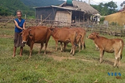 Người dân huyện biên giới Quan Sơn “thay da đổi thịt” nhờ nguồn vốn chính sách 