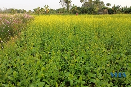 Khám phá những cánh đồng hoa tuyệt đẹp ở TP Thanh Hóa