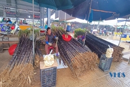 Ngọt mềm mía tím Kim Tân