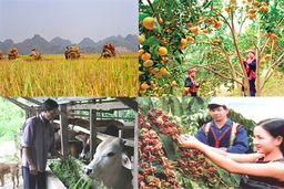 Từ một slogan về nông nghiệp