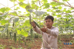 Mô hình nông sản sạch đầu tiên ở xã vùng cao đặc biệt khó khăn