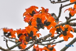 Cây gạo nghiêng