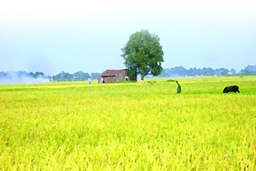 Nắng lại về...