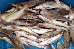 Cá ngạnh nấu mẻ