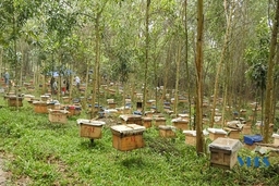 Phát triển nghề nuôi ong mật ở Lang Chánh