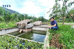 Thanh niên làm giàu trên đồi cằn