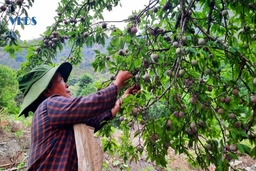 Đồng bào Mông Mường Lát tất bật  vào vụ  thu hoạch mận  