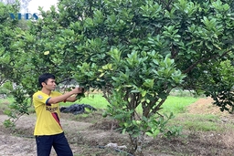 Góp phần thúc đẩy phát triển kinh tế tập thể, kinh tế hộ gia đình