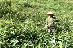 Trồng cây hương bài - hướng đi mới cho người dân xã Tân Bình