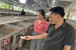 Nuôi chồn hương mang lại thu nhập cao