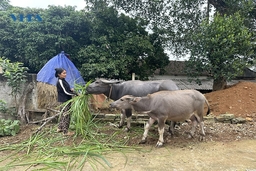 Cẩm Thủy quan tâm phát triển mô hình nuôi trâu sinh sản