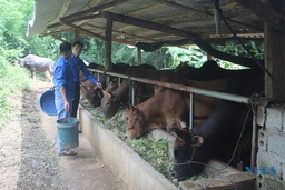 Bí thư chi đoàn dám nghĩ, dám làm