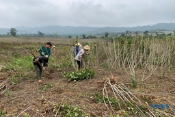 Công ty TNHH Chế biến nông - lâm sản xuất khẩu Như Xuân vào vụ chế biến