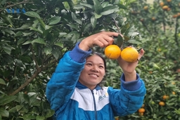 Mùa vàng ở bản Son