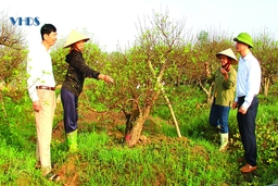 Quảng bá và xây dựng thương hiệu cây đào cảnh Triệu Sơn