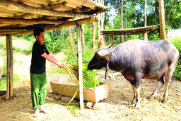 Bản người Mông ở Cá Nọi học cách thoát nghèo