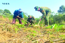 Cây khoai mán lòng vàng ở Ché Lầu