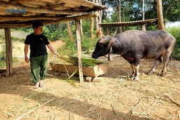 Tạo sinh kế giúp đồng bào dân tộc thiểu số vươn lên thoát nghèo
