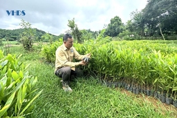 Cựu chiến binh người dân tộc Dao làm kinh tế giỏi