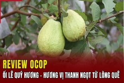 [REVIEW OCOP] Ổi lê Quý Hương – Hương vị thanh ngọt từ lòng quê