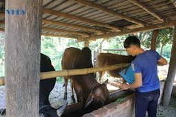 Hỗ trợ đồng bào dân tộc thiểu số ở Mường Lát xóa đói, giảm nghèo