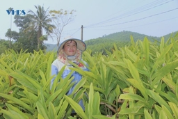“Thủ phủ” của cây riềng