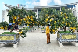 Sắc xuân tràn ngập phố phường