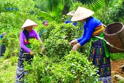 Tâm tư trên những vùng chè (Bài 1): Lưu lại “dấu” chè...