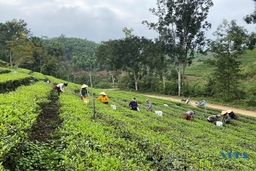 Mướt xanh đồi chè trên đất Bình Sơn