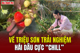 [WOW Thanh Hoá!] Về Triệu Sơn trải nghiệm hái dâu cực “chill”