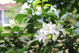 Nguyệt quế - âm thầm mà tỏa ngát hương say