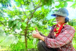 Biến đất cằn thành vùng quả ngọt