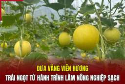 [REVIEW OCOP] - Dưa vàng Viên Hương - Trái ngọt từ hành trình làm nông nghiệp sạch