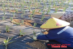 Chuyện kể từ Đồng Lách (Bài 2): Khát vọng  thoát nghèo