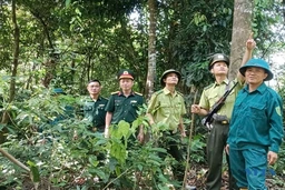 Giữ rừng trên dãy Pù Hu