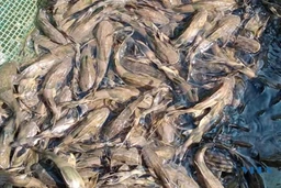 8X làm giàu nhờ nuôi cá chiên