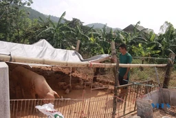 Nước mắt cuốn theo nước lũ!