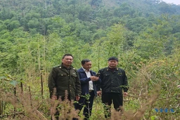 Tái sinh rừng tre nứa bị “khuy”