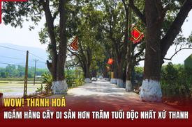 [WOW! THANH HOÁ] Ngắm hàng cây di sản hơn trăm tuổi độc nhất xứ Thanh