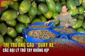 Thị trường cau “quay xe”, các đại lý trở tay không kịp