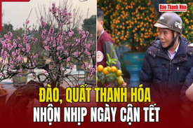 Đào   quất Thanh Hóa nhộn nhịp ngày cận Tết