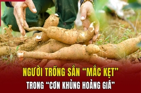 Người trồng sắn “mắc kẹt” trong “cơn khủng hoảng giá”