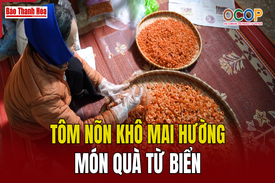 [REVIEW OCOP] Tôm nõn khô Mai Hường - món quà từ biển