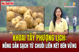 [REVIEW OCOP]:  Khoai tây Phượng Lịch: Nông sản sạch từ chuỗi liên kết bền vững
