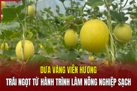 [REVIEW OCOP] - Dưa vàng Viên Hương - Trái ngọt từ hành trình làm nông nghiệp sạch