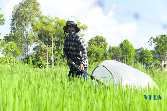 Kiếm nửa triệu đồng mỗi ngày từ việc bắt châu chấu