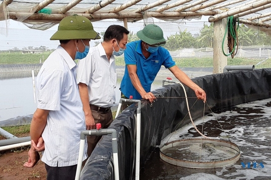 Giá tôm thẻ chân trắng giảm sâu, người nuôi tôm càng nuôi  càng  lỗ