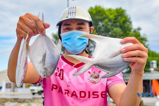 Ngư dân cảng cá Lạch Hới khẩn trương bốc cá “chạy bão” số 5